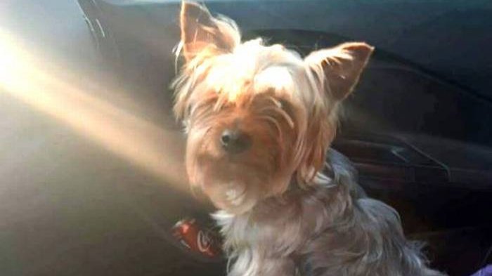 Mujer busca a “Moisés”: Su perrito robado durante violento portonazo en Maipú