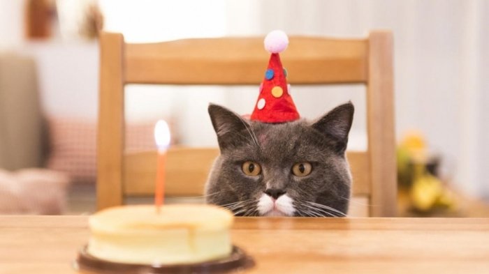 Cumpleaños de gato dejó 15 contagiados en Valparaíso