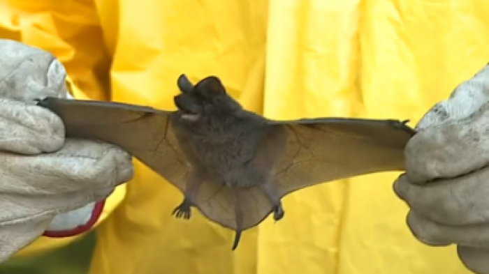 Plaga de murciélagos atemoriza a santiaguinos: Demolición de edificio en Las Condes sería la causa