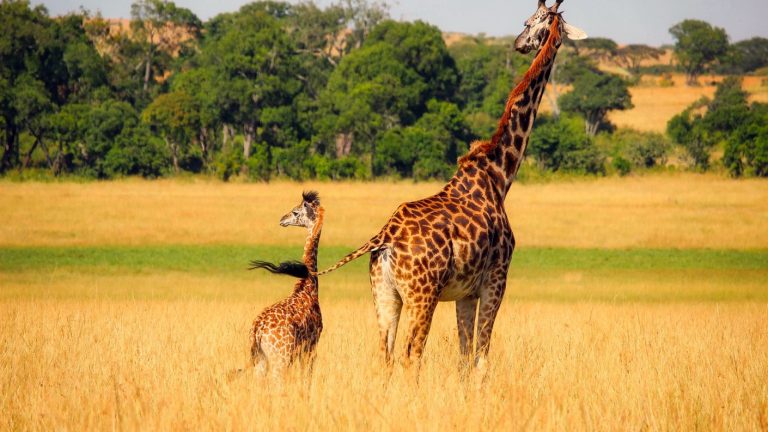 Una jirafa recién nacida murió en un zoológico tras ser pisada por su madre