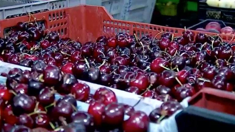 Lote de cerezas es destruido en China tras detectarse trazas de COVID-19