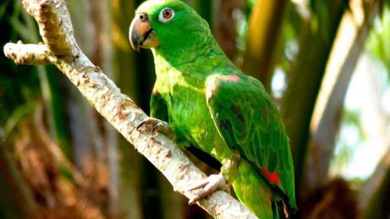 Loro adicto a las papas fritas superó su sobrepeso y pudo volver a volar