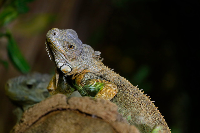 Caen de los árboles mientras hibernan: Pronostican 