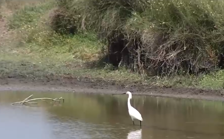 Denuncian que vierten aguas contaminadas a humedal en zona de sacrificio de Quintero: 