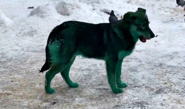 Un grupo de perros verdes apareció en Rusia y sorprendió a los residentes de una localidad