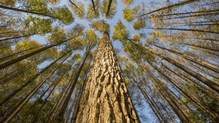 Fotógrafo exhibe la belleza histórica de la flora y fauna en las montañas mexicanas