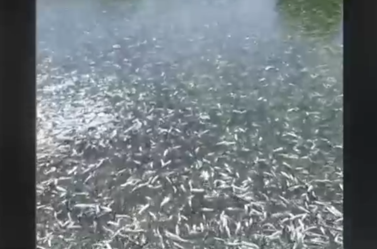 Masivas varazones preocupan a comunidades en el sur: Cientos de peces y lobos marinos captados fuera de sus hábitat