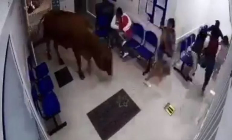 Vaca entró a un hospital, armó un alboroto y embistió a un grupo de personas