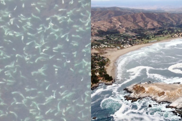 Video a casi 300 metros de altura muestra un impresionante banco de medusas frente a Cachagua