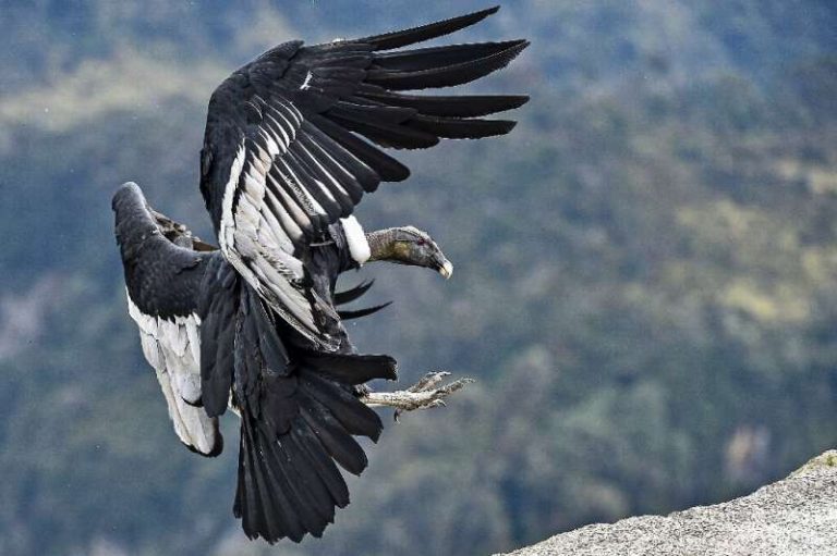 Colombia desarrolla el primer censo para cóndores andinos