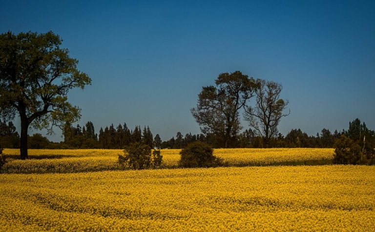 Distrito 22: Mira aquí la lista de candidatos a la CC y los cupos que se entregarán