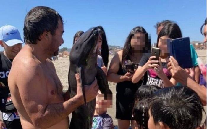 Muere cría de marsopa tras varar en El Tabo: Acusan que bañistas se sacaron selfies con ella