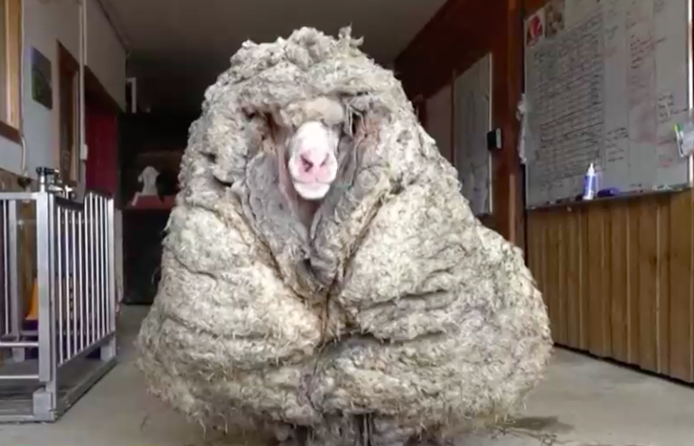 Encuentran oveja con 35 kilos de lana: Estaba enferma y no podía ver