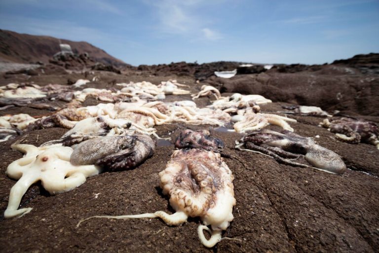 Desastre en la costa: Preocupante varazón de “pulpos blancos” en el norte de Chile