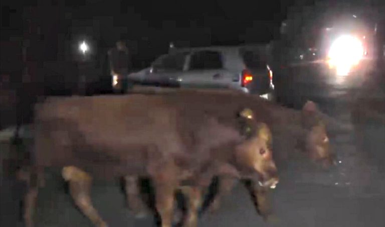 Más de una treintena de vacunos deambularon por calles de Osorno tras volcamiento de camión