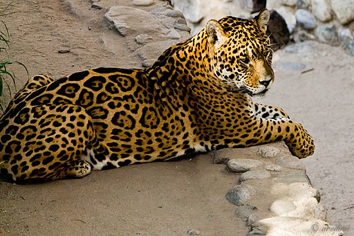 Lo mató a golpes: Hombre se enfrentó a leopardo para proteger a su familia de un ataque