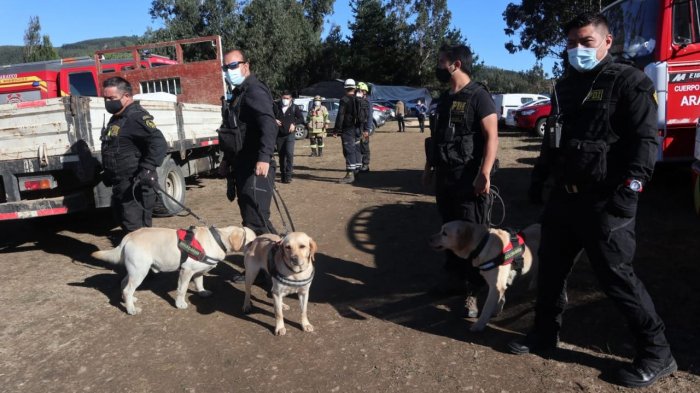 Perros adiestrados habrían marcado zona clave durante búsqueda de Tomás Bravo