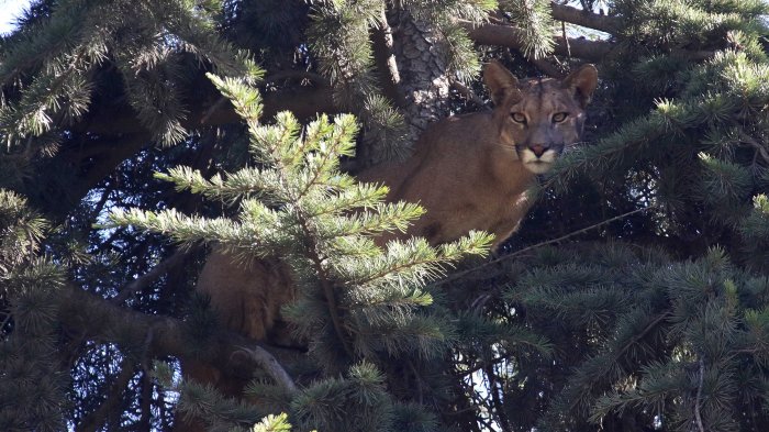 Vecino de Tomás Bravo: “En 40 años nunca vi un puma en la zona”