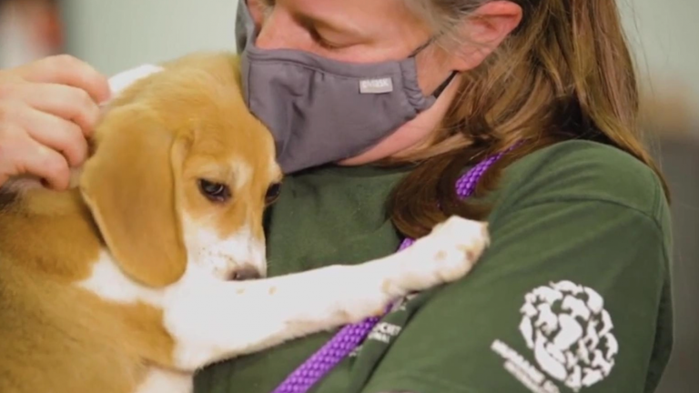 CDC recomiendan a personas con COVID-19 usar mascarilla para compartir con sus gatos o perros