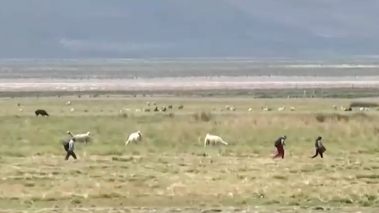 Delgado llega este martes a Colchane: Continúan captando a migrantes que ingresan de forma irregular al país