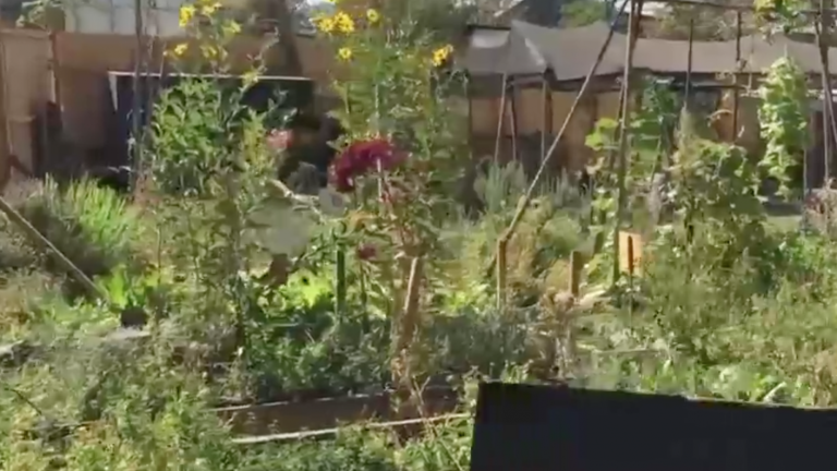 Construirán un Cesfam: Vecinos protestan para que no cierren el último huerto comunitario de Providencia