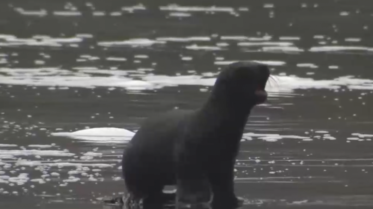 Alerta por inusual y masiva muerte de lobos marinos en Carahue