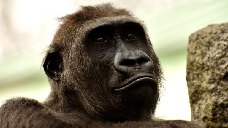 Ocho gorilas con COVID-19 se recuperaron en zoológico: Tuvieron tos, secreción nasal y letargo
