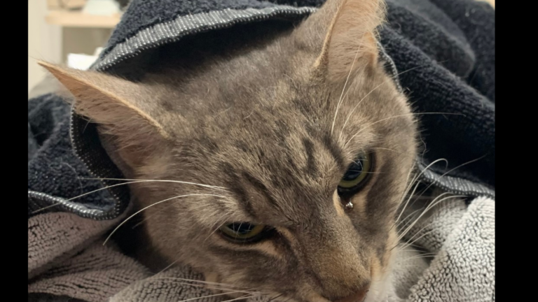 Arthur, el gato que luchó contra una serpiente para proteger a dos niños: Murió tras recibir una mordedura