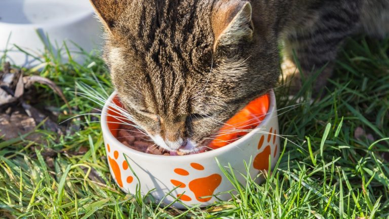 Colegio Medico Veterinario reportó nuevos casos de efectos adversos provocados por alimentos para gatos