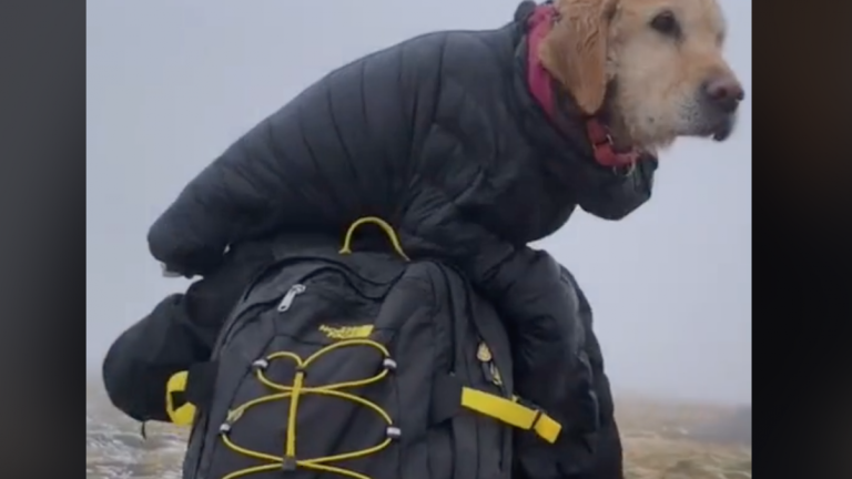 Pareja rescata a perrita congelada en la montaña y reciben denuncia por romper protocolo sanitario