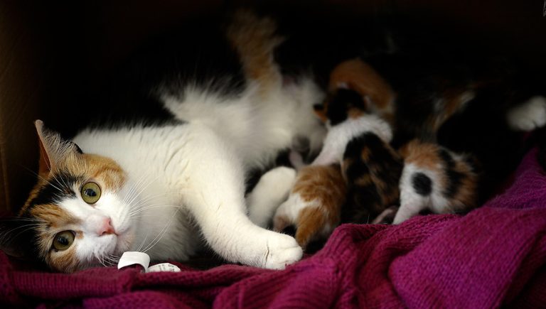 Sernac exigirá compensaciones para familias de gatitos afectados por lotes de alimentos