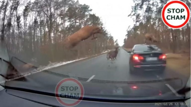 Registran cómo una manada de ciervos chocó y saltó sobre un auto en una carretera