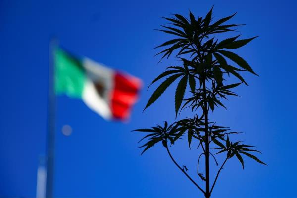 Marihuana recreativa: México a un paso de convertirse en el tercer país en América en legalizarla