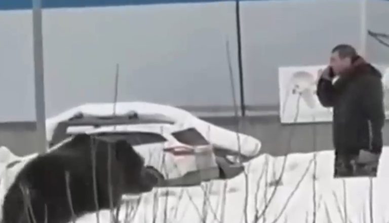 Oso pardo persiguió a transeúnte por varias cuadras en Rusia