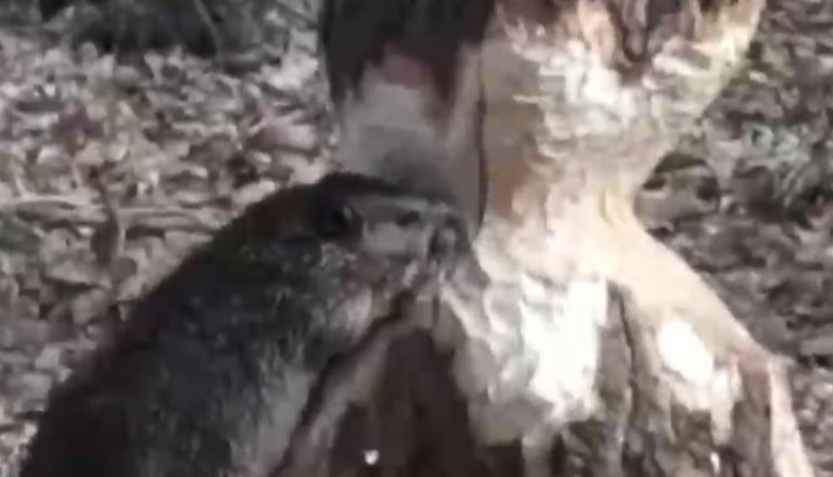 Castores arrasan con bosques de Tierra del Fuego: Fueron introducidos hace más de 70 años desde Argentina