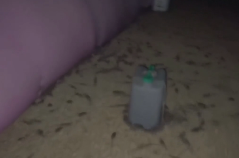 La peor plaga en décadas: Miles de ratones causan caos (y repulsión) en Australia