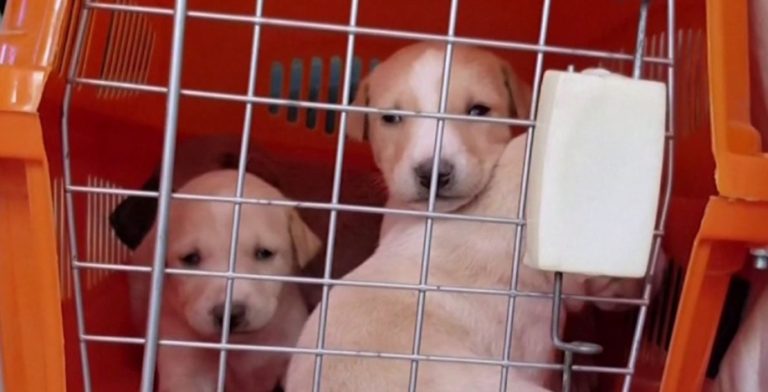 Rusia desarrolla la primera vacuna para enfrentar el COVID-19 en mascotas