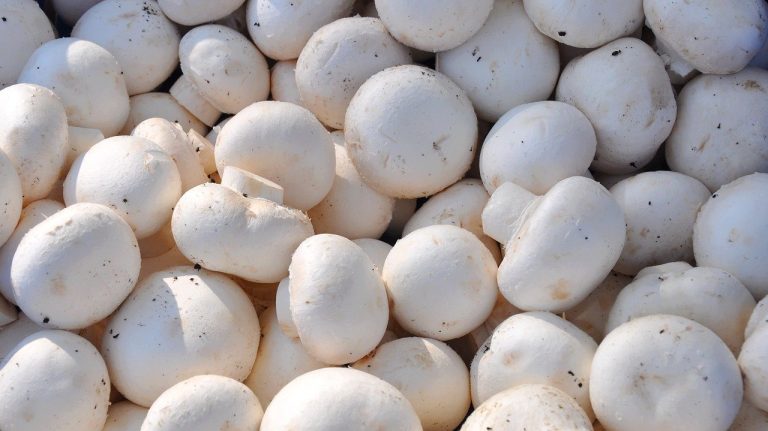 Champiñones ayudarían a frenar el avance del cáncer a la próstata