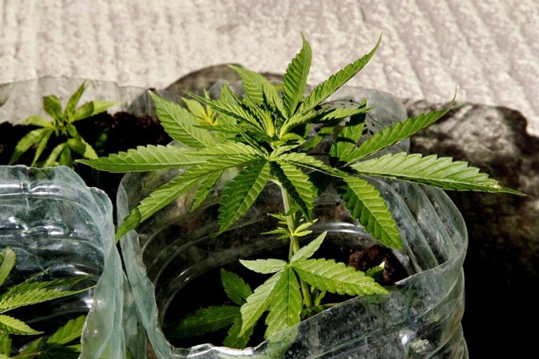 Nueva York legalizó el consumo recreativo de la marihuana y se suma a otros 14 estados en EE.UU.