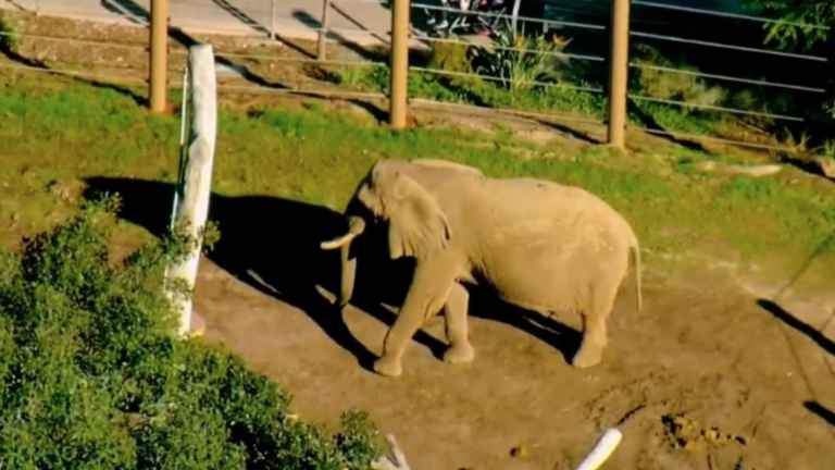 Hombre violó barreras de zoológico e ingresó a recinto de elefantes junto a su hija de dos años