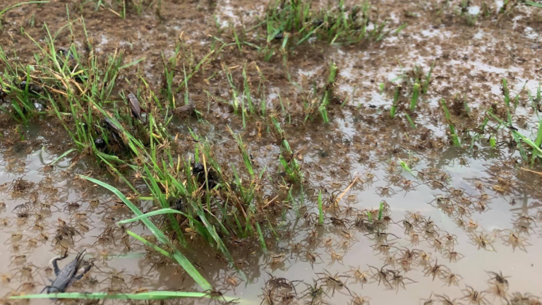 Millones de arañas se han tomado las calles y casas de Australia por históricas inundaciones