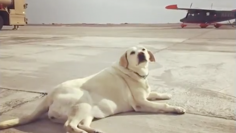 Armada despide a Valentina, la perrita rescatada que alcanzó el grado cabo primero de Aviación Naval