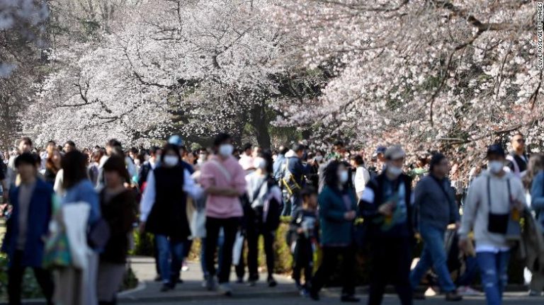 Temprana floración de flor de cerezos en Japón: Científicos advierten que es un síntoma del cambio climático