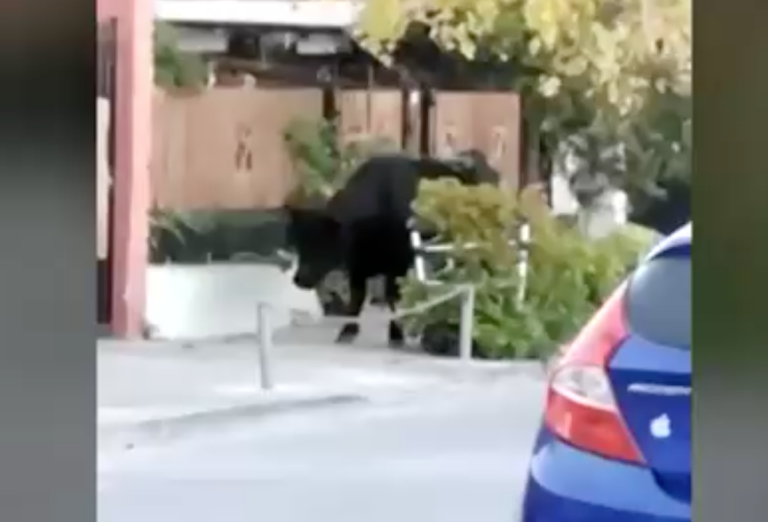 El Bosque: Toro suelto en Gran Avenida obligó a operativo y dejó a tres personas lesionadas