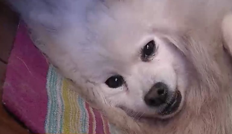 Acupuntura y esencias florales aparecen como alternativas para enfrentar el estrés en animales domésticos