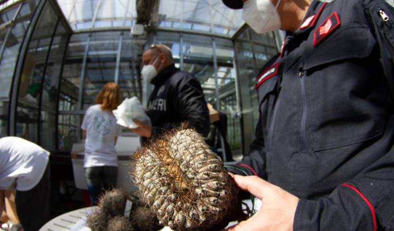 Recuperan más de 800 cactus chilenos en Italia: El valor de cada uno llegaba a $1 millón