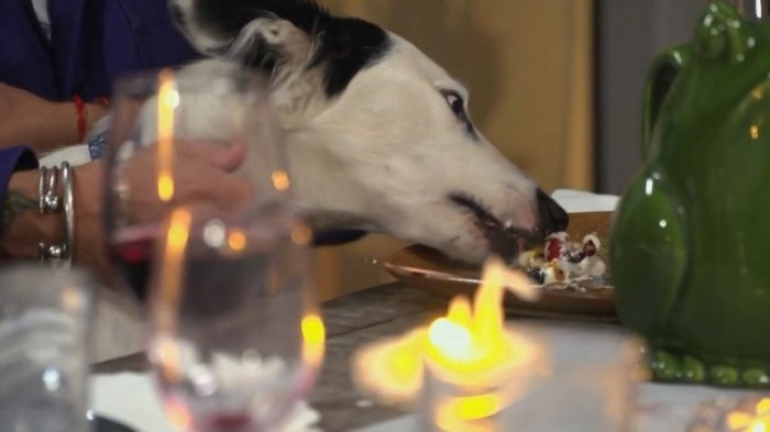 ¡Imperdible! Perrita traviesa de Juan Pablo se comió todo el postre de Sergi Arola