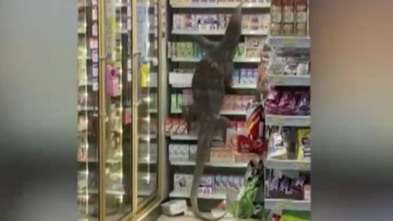 Lagarto de dos metros arrasa con estante de supermercado en medio de gritos de los clientes y trabajadores