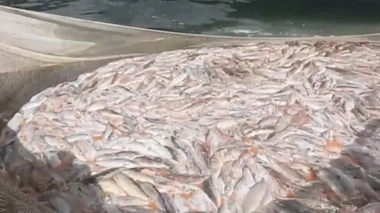 Grave denuncia: Arrojaban desechos de salmones al mar que amenazan la biodiversidad del fiordo