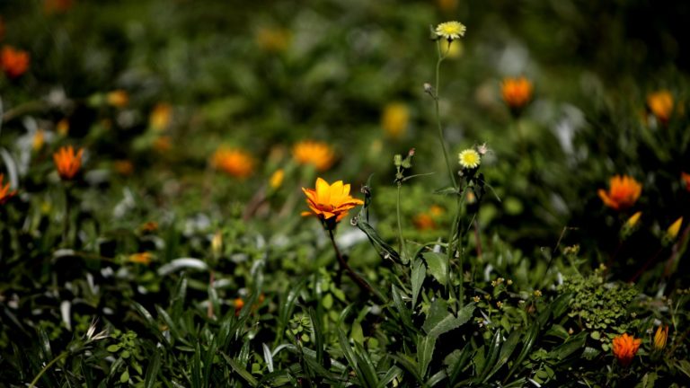 Día de la Tierra: ¿Por qué el suelo fértil del planeta está desapareciendo?
